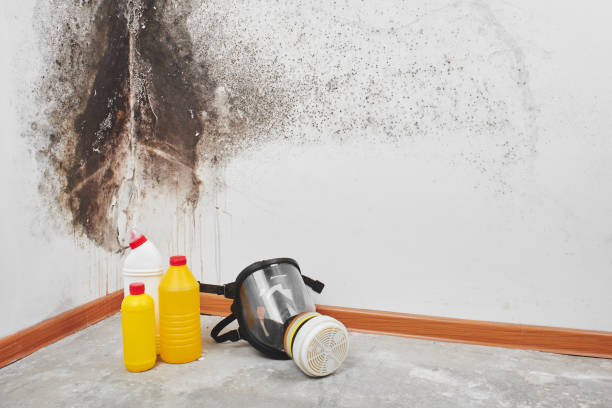 Best Black Mold Removal  in Waterford, CA