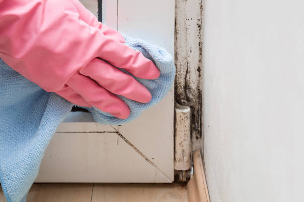Best Same-Day Mold Removal  in Waterford, CA